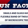 Snails and slugs have a flexible band of thousands of microscopic teeth