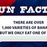 There are over 1,000 varieties of bananas but we only eat one of them.