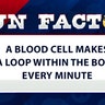 A blood cell makes a loop within the body every minute