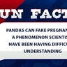 Pandas can fake pregnancies, a phenomenon scientists have been having difficulty understanding.