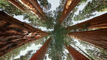 On this day in history, September 25, 1890, Congress establishes Sequoia National Park in California