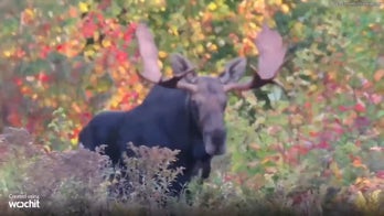 Moose spotted during fall foliage drive through western Maine