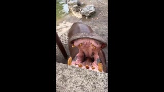 Hippos chomp on pumpkins at Philadelphia Zoo - Fox News