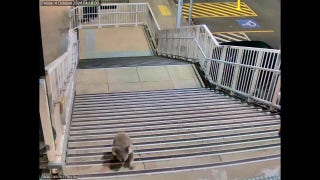 Curious koala roams around train platform - Fox News