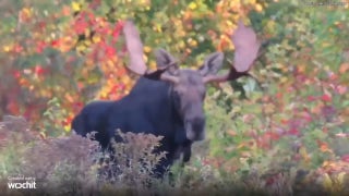 Moose spotted during fall foliage drive through western Maine - Fox News