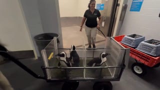 Ahead of Hurricane Milton, Florida Aquarium moves penguins to higher ground - Fox News