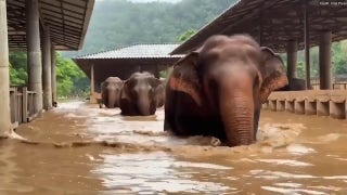 Elephants rescued from animal sanctuary after flooding takes over - Fox News