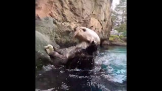 Otters at Oregon Zoo show off shellfish shucking skills - Fox News