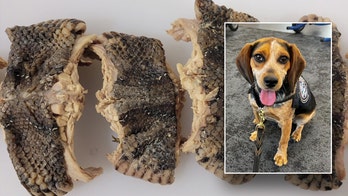 CBP beagle sniffs out bag carrying over 2 pounds of snake meat at Virginia airport