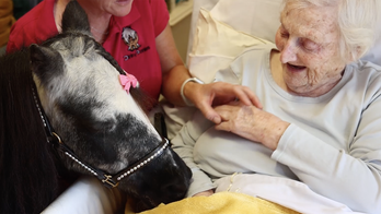 Therapy ponies in special program bring boosts of joy and humor to those in need